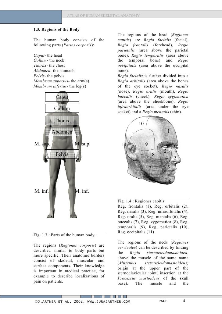 Atlas of human_skeletal_anatomy