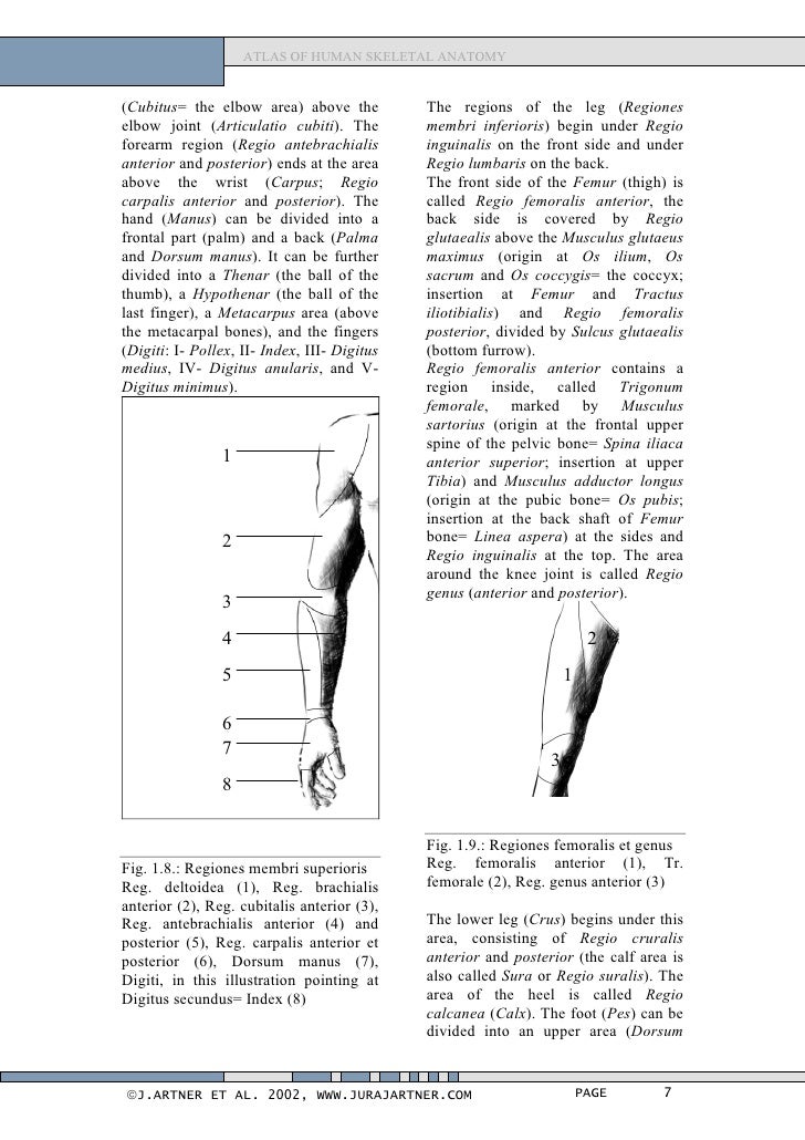 Atlas of human_skeletal_anatomy