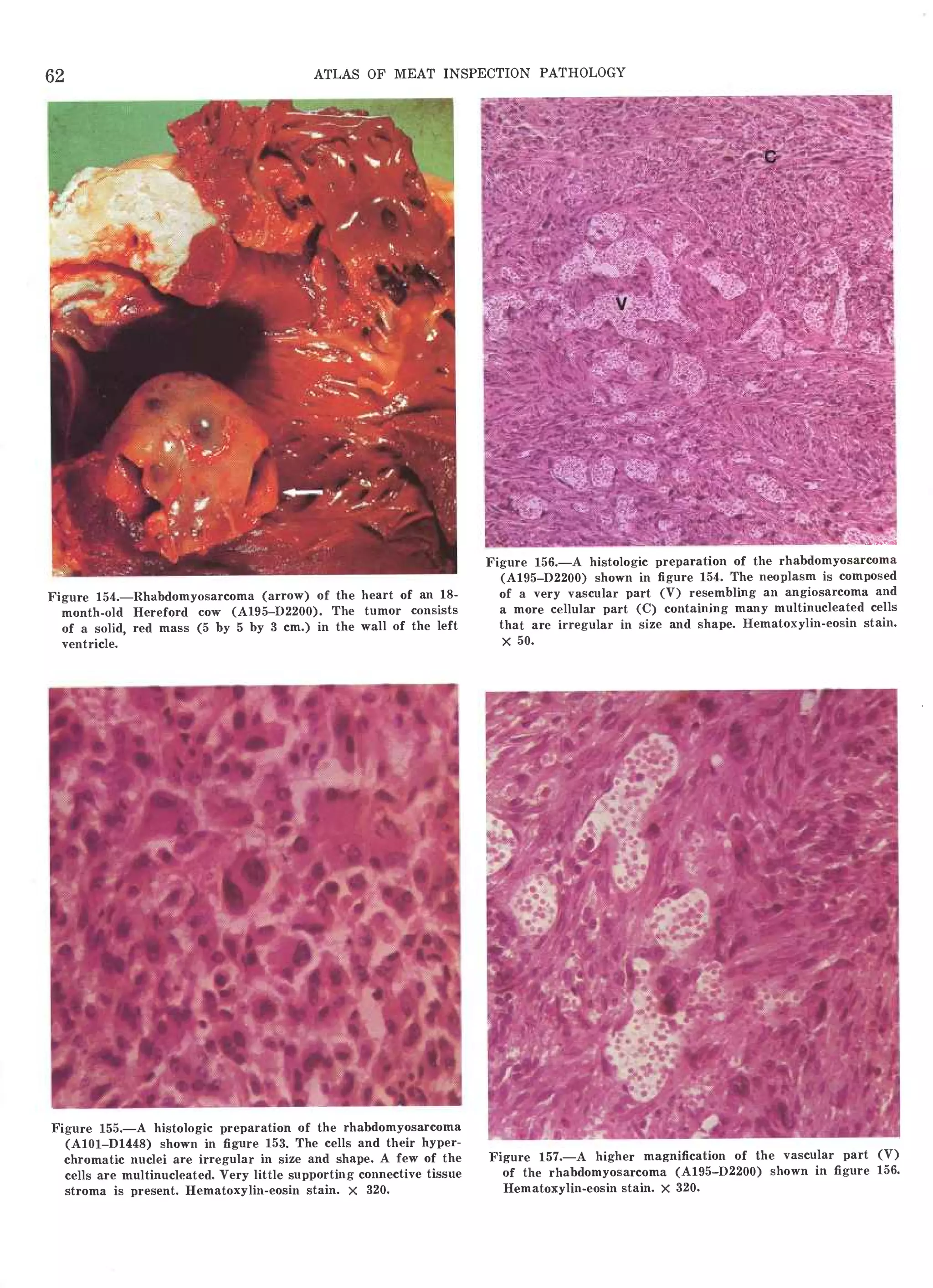 Atlas of meat inspection pathology | PDF