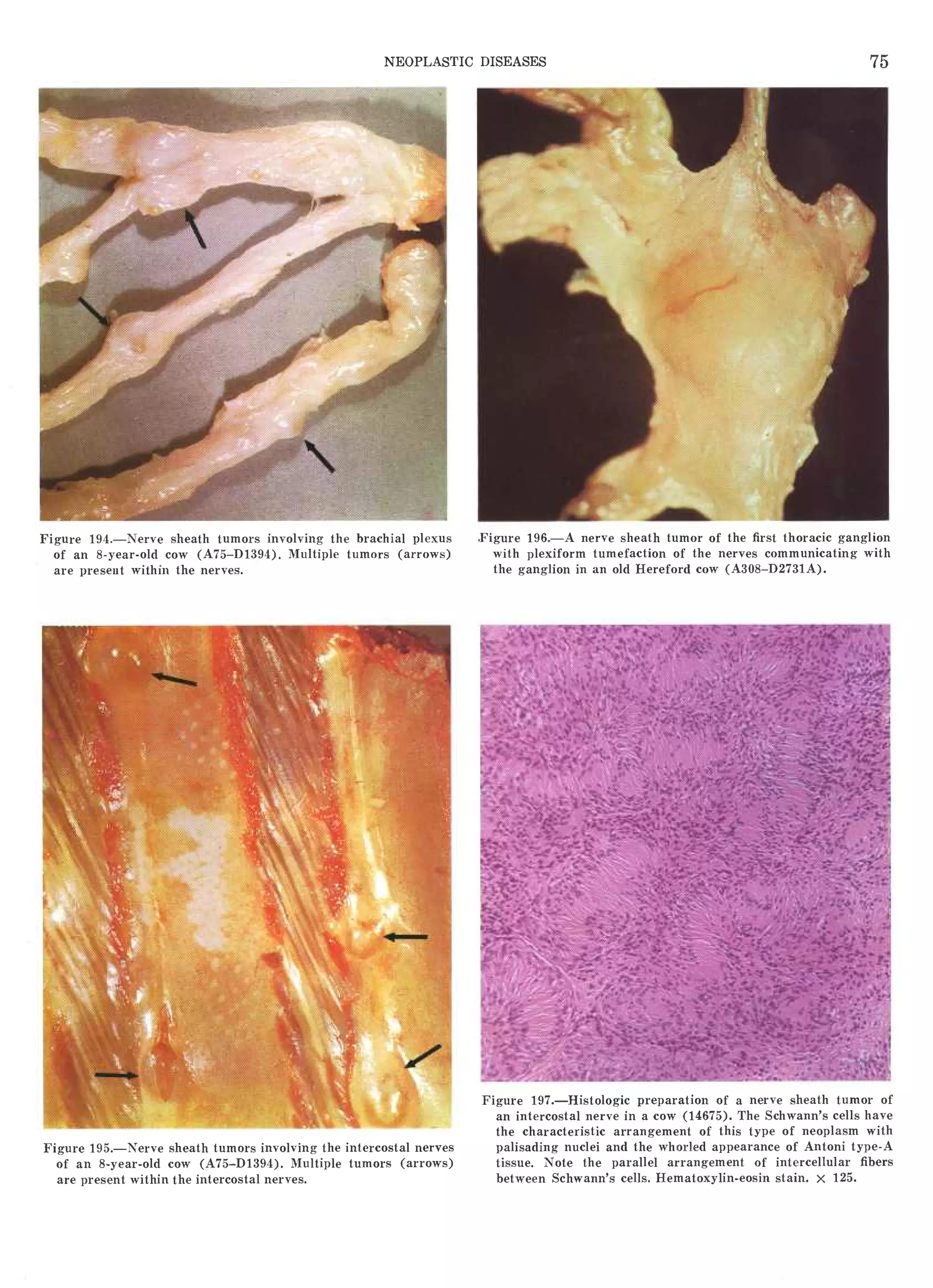Atlas of meat inspection pathology | PDF