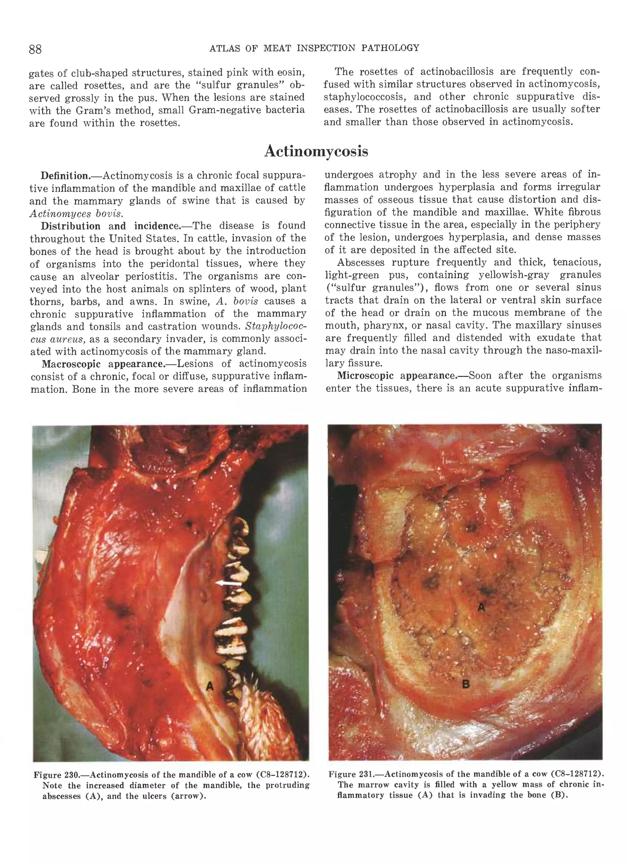 洋書 A Colour Atlas of Meat Inspection 洋書 A Colour Atlas of Meat