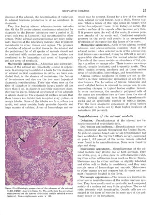 Atlas of meat inspection pathology | PDF | Infectious