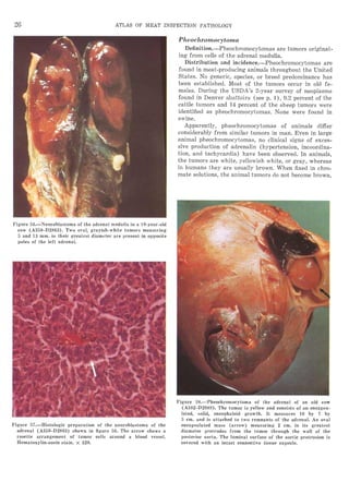 洋書 A Colour Atlas of Meat Inspection Colour Atlas of Poultry Pathology and Meat Inspection