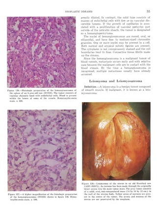 洋書 A Colour Atlas of Meat Inspection Amazon.com: Colour Atlas of
