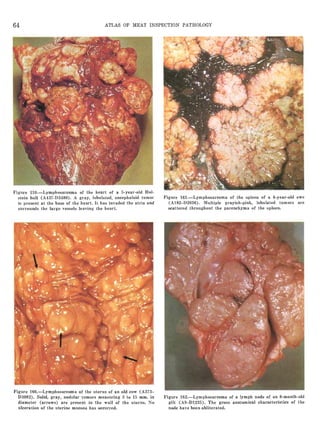 Atlas of meat inspection pathology | PDF