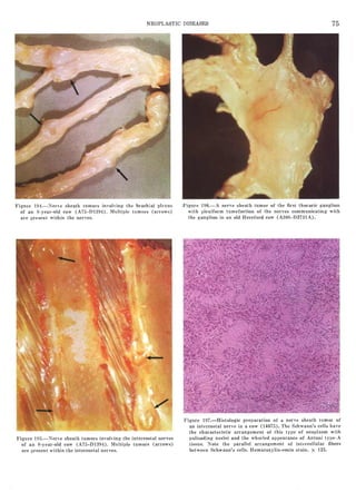 洋書 A Colour Atlas of Meat Inspection Atlas of Meat Inspection Pathology | VetBooks