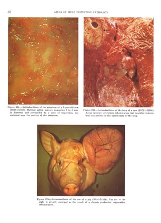 Atlas of meat inspection pathology | PDF