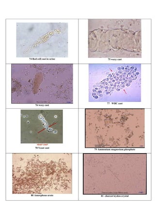 Atlas of parasitology | PDF
