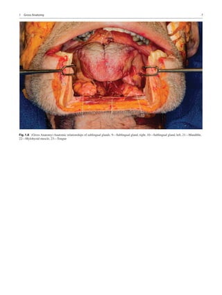 7
Fig. 1.8  (Gross Anatomy) Anatomic relationships of sublingual glands. 9—Sublingual gland, right, 10—Sublingual gland, l...