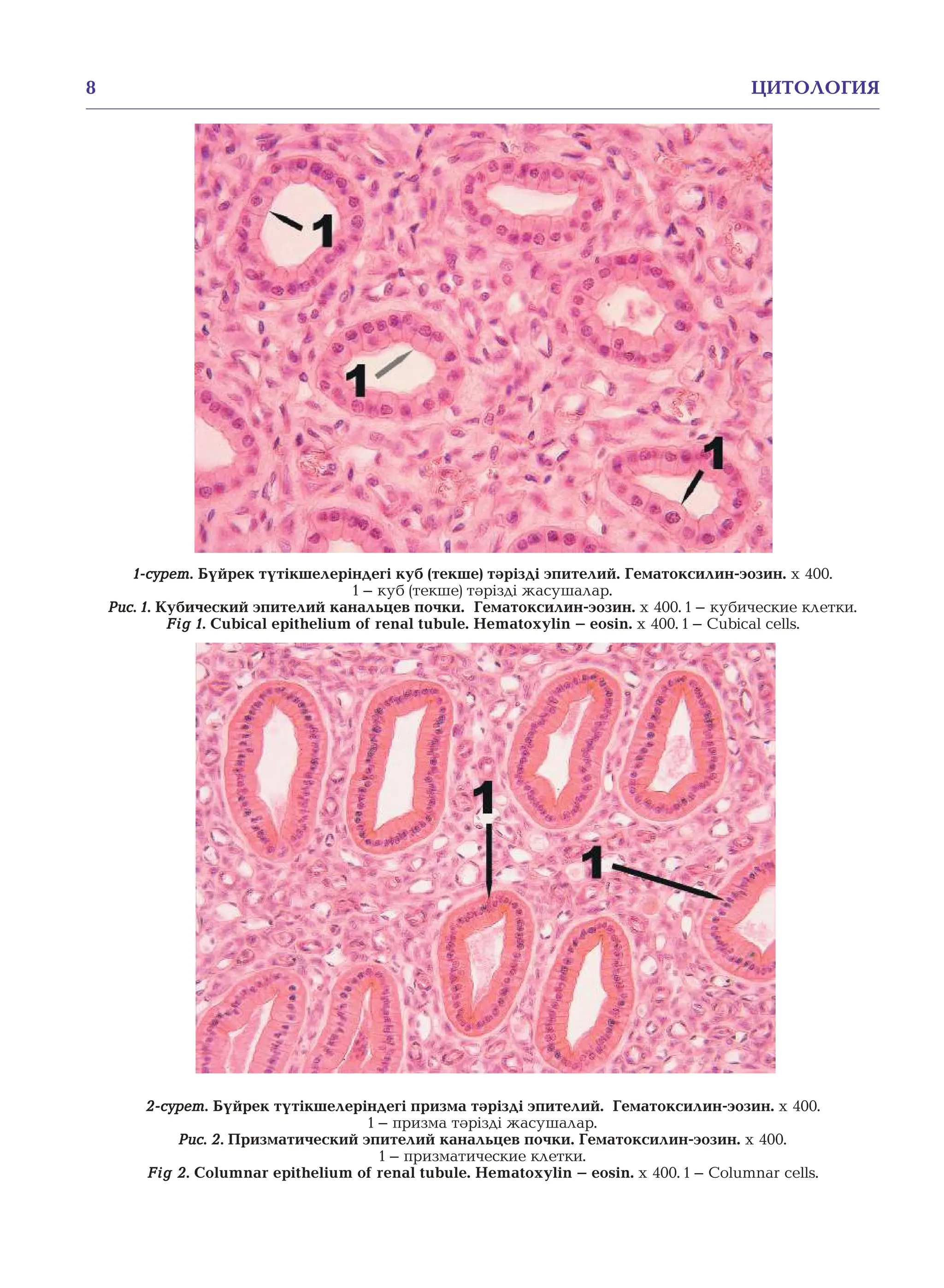 Жалаңаш студенттердің әдемі қынаптары