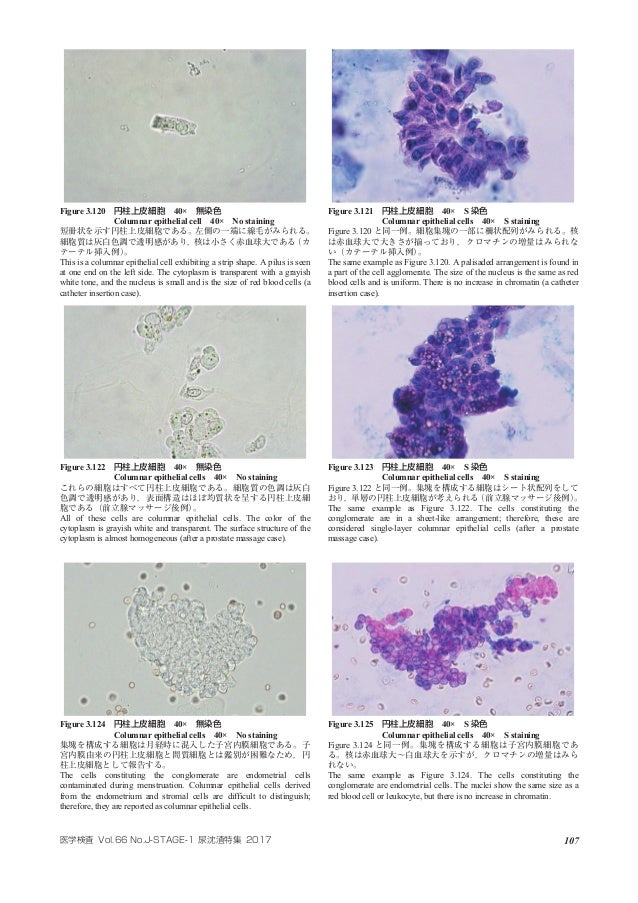 Atlas Of Urinary Sediment