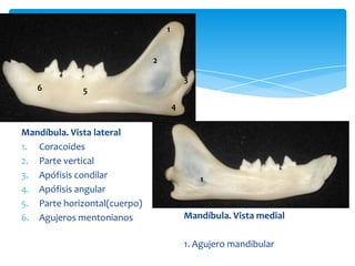 Atlas osteológico de gato | PPTX