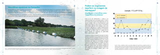 ATLAS•daQualidadedeÁguadoReservatóriodaPampulha
ATLAS•daQualidadedeÁguadoReservatóriodaPampulha
4544
Podem os organismos
interferir na ciclagem de
nutrientes?
Zooplâncton e macrófitas como
“engenheiros do ambiente”
Como já foi dito anteriormente, o fósforo é um
elemento limitante para a produção primária. O fósforo
tem o potencial de regular todo o metabolismo de uma
represa eutrófica, desde que seu metabolismo geral
esteja sendo limitado por esse nutriente. Considerando
esse princípio geral da teoria ecológica, seria muito
importante conhecermos os papéis desempenhados
por alguns dos organismos presentes no ecossistema
na ciclagem do fósforo. Esse foi o objetivo de um
estudo realizado por integrantes do LGAR-UFMG
(Pinto-Coelho & Greco, 1999).
A pesquisa comparou as taxas de excreção de fósforo
devidas ao zooplâncton com as taxas de decomposição
(expressas em termos de fósforo) devidas às macrófitas
presentes na represa da Pampulha (Fig. 38). O estudo
demonstrou que ambas as comunidades biológicas
podem ter um papel relevante na ciclagem de fósforo
dentro do ecossistema. Em conclusão, a represa da
Pampulha, mesmo tendo uma péssima qualidade de
água, hospeda em suas águas plantas e organismos
que realizam um importante “trabalho” para o meio
ambiente.
Fig. 38 - Tanto o zooplâncton quanto as macrófitas aquáticas são importantes na ciclagem de fósforo no
ambiente. O gráfico acima ilustra as taxas de liberação de fósforo associadas ao metabolismo de decomposição
das macrófitas e da excreção do zooplâncton. Essas taxas demonstram o grande potencial desses organismos
em liberar o nutriente para o ecossistema. Ao contrário dos sistemas temperados, a ciclagem de elementos é
influenciada intensamente por organismos nos trópicos. (Pinto-Coelho & Greco, 1999).
Fig. 37 - A represa da Pampulha vem sofrendo ao longo dos últimos anos, vários episódios caracterizados por um crescimento acima do normal de diversos tipos de plantas aquáticas (macrófitas). Na foto, um desses
eventos que ocorreu em 2006. A Prefeitura de Belo Horizonte instalou redes de contenção para impedir que as plantas ocupem todo o espelho de água da represa (foto).
Macrófitas aquáticas na Pampulha
As macrófitas são plantas aquáticas que se beneficiam muito das condições ambientais dominantes em um reservatório eutrófico. O excesso de
nutrientes, a abundância de luz permitem um rápido desenvolvimento dessas plantas. Um reservatório eutrófico, com águas muito turvas, como
a represa da Pampulha, favorece o crescimento de plantas aquáticas flutuantes tais como o jacinto ou o príncipe d´água (Eichhornia crassipes).
A presença de macrófitas em quantidades excessivas causa uma série de problemas ambientais graves tais como a proliferação de mosquitos,
de moluscos e outros organismos alguns dos quais potencialmente transmissores de doenças de veiculação hídrica.
 