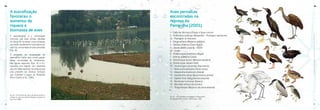 ATLAS•daQualidadedeÁguadoReservatóriodaPampulha
ATLAS•daQualidadedeÁguadoReservatóriodaPampulha
4746
Aves pernaltas
encontradas na
represa da
Pampulha (2001).
1 - Gallinula chloropus (Frango-d’água-comum)
2 - Podilymbus podiceps (Mergulhão) - Plumagem reprodutiva
2a - Plumagem de descanso
3 - Tringa solitaria (Maçarico-solitário)
4 - Vanellus chilensis (Quero-quero)
5 - Jacana jacana (Jaçanã) - Adulto
5a - Jovem
6 - Phalacrocorax brasilianus (Biguá)
7 - Aramus guarauna (Carão)
8 - Dendrocygna bicolor (Marreca-caneleira)
9 - Dendrocygna viduata (Irerê)
10 - Dendrocygna autumnalis (Asa-branca)
11 - Netta erythrophthalma (Paturi-preta)
12 - Amazonetta brasiliensis (Ananaí)
13 - Casmerodius albus (Garça-branca-grande)
14 - Egretta thula (Garça-branca-pequena)
15 - Nycticorax nycticorax (Savacu)
16 - Butorides striatus (Socozinho)
17 - Tringa flavipes (Maçarico-de-perna-amarela)
Fig. 40 – Aves pernaltas encontradas no Reservatório
da Pampulha (Pinto-Coelho, Rull e Lopes, 1998.
A eutrofização
favoreceu o
aumento da
riqueza e
biomassa de aves
Fig. 39 - A foto ilustra um banco de garças próximo a
entrada do canal dos ribeirões Ressaca e Sarandi no
lago. Foto: RMPC.
O assoreamento e a eutrofização
ocorridos nas duas últimas décadas
do século XX formaram novos biótopos
que foram rapidamente colonizados por
uma rica comunidade de aves pernaltas
(Fig. 39).
O programa de recuperação do
reservatório impõe uma correta gestão
dessa comunidade de vertebrados.
Nas figuras seguintes (Figs. 40 e 41),
trazemos uma relação com desenhos
das principais espécies da avifauna que
está presente nos diversos biótopos
que compõem a lagoa da Pampulha
(Pinto-Coelho et AL. 1998).
 