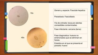 Genero y especie: corte transversal
de Trichuris trichiura
Parasitosis: Tricuriasis
Vía de entrada: boca por alimentos
con...