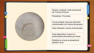 Genero y especie: Cisticerco (Taenia
solium)
Parasitosis: Teniasis
Vía de entrada: boca por carne de
cerdo contaminada con...