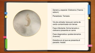 Genero y especie: Trichinella spiralis
Parasitosis: Triquinosis o trichinellosis
Vía de entrada: oral por ingesta de
carne...