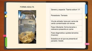 Genero y especie: Taenia spp, macho
Parasitosis: Teniasis
Vía de entrada: boca por carne mal
cocida
Fase infectante: huevo...