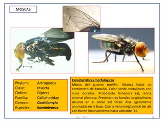 Atlas de parasitologia veterinaria | PDF