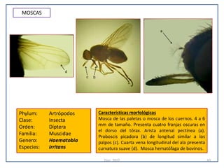 Atlas de parasitologia veterinaria | PDF