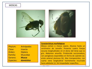 Moscon Insecto Atlas de parasitologia veterinaria | PDF