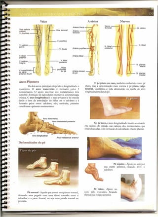 Veias Artérias Nervos
Nervo ----I
femoral
Veia safena --::?..r.,n
magna
V. poplítea --~I
Veia femoral
Artéria ilíaca -f---,'f
Artéria ---+4-...t.l
femoral
F--- V. poplítea
V. safena ---~
parva
Artéria poplíteai---- V. fibular
V. tibial ---~
anterior
V. safena ----H,Ll
magna
1--1-- N. ciática
N. tibial --H
posterior
N. tibial
Artéria tibial ---!-I~
V. tibial
posterior
}-
Veias
profundas
do pé Artéria dorsal
do pé
Arcos Plantares
Os dois arcos principais do pé são o longitudinale o
transverso. O arco transverso é formado pelos 5
rnetatarsianos. O apoio anormal dos metatarsianos leva
também à formação de calosidadesplantares e à metatarsalgia
crônica. O arco longitudinal é o mais evidente e se estende
desde a base da articulação do hálux até o calcâneo e é
formado pelos ossos calcâneo, talo, navicular, primeiro
cuneiforme eprimeirometatarsiano.
Arco transverso
Arco metatarsal posterior
I
Arco longitudinal
Arco metatarsal anterior
Deformidades do pé
Pé normal- Aquele que possui arco plantar normal,
deixando uma pegada com uma tênue conexão entre o
calcanhar e a parte frontal, ou seja uma pisada normal ou
pronada.
N. plantar
lateral
N. plantar
media I
O pé plano ou raso, também conhecido como pé
chato, mas a denominação mais correta é pé plano valgo
flexível. Carcteriza-se pela diminuição ou queda do arco
longitudinalmedialdo pé.
No pé cavo, o arco longitudinal é muito acentuado.
Há excesso de pressão nas cabeças dos metatarsianos que
estão abaixadas,com formação de calosidadese faciteplantar.
Pé equino - Apoio no solo por
sua parte anterior, ficando livre o
calcâneo.
Pé tálus- Apoio no
solo pelo calcâneo, ficando
elevadasuaporção anterior.
- - - ~~- -
 