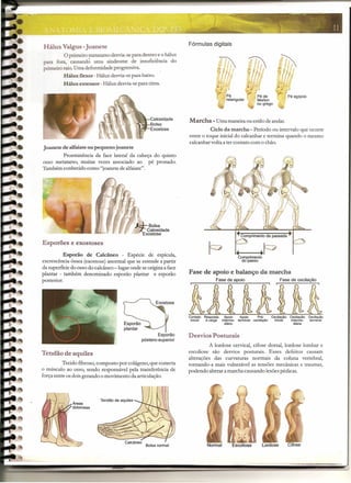 Hálux VaIgus -Joanete
O primeiro metatarso desvia-se para dentro e o hálux
para fora, causand~ uma síndrome de insuficiência do
primeiro raio. Uma deformidade progressiva.
Hálux flexor - Hálux desvia-se para baixo.
Hálux extensor - Hálux desvia-se para cima.
Calosidade
Bolsa
Exostose
Joanete de alfaiate ou pequeno joanete
Proeminência da face lateral da cabeça do quinto
osso metatarso, muitas vezes associado ao pé pronado.
Também conhecido como "joanete de alfaiate".
Esporões e exostoses
Esporão de Calcâneo - Espécie de espícula,
excrescência óssea (exostose) anormal que se estende a partir
da superfície do osso do calcâneo -lugar onde se origina a face
plantar - também denominado esporão plantar e esporão
posterior.
Esporão
póstero-superior
Fórmulas digitais
Tendão de aquiles
Tecido fibroso, composto por colágeno, que conecta
o músculo ao osso, sendo responsável pela transferência de
força entre os dois gerando o movimento da articulação.
Pé de
Morlon
ou grego
Marcha - Uma maneira ou estilo de andar.
Ciclo da marcha - Período ou intervalo que ocorre
entre o toque inicial do calcanhar e termina quando o mesmo
calcanhar volta a ter contato com o chão.
I~
Fase de apoio e balanço da marcha
Alro;~A'firAContato Resposta
inicial à carga
Oscilação Oscilação Oscilação
inicial interme- terminal
diária
Apoio Apoio Pré-
interme- terminal oscilação
diário
Desvios Posturais
A lordose cervical, cifose dorsal, lordose lombar e
escoliose são desvios posturais. Esses defeitos causam
alterações das curvaturas normais da coluna vertebral,
tornando-a mais vulnerável as tensões mecânicas e traumas,
podendo alterar a marcha causando lesões pédicas.
Escolio~e
 