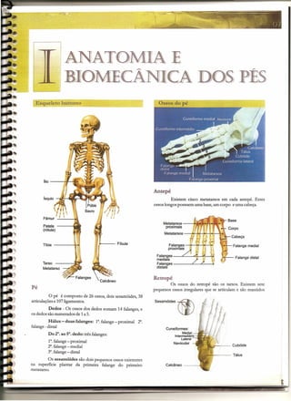 ANATOMIA E
                   i BIOMECÂNICA DOS PÉS
  Esqueleto humano
                                    ------------~----~~--




      ílio ----,~~fo

                                                                       Antepé
                                                                                Existem cinco metatarsos em cada antepé. Estes
                                                                       ossos longos possuem uma base, um corpo e uma cabeça.


      Fêmur      -':"""";""----I
                                                                                                                              Base
      Patela     ----'*' __                                                 Metatarsos   --i'";r:Jt-;ft-~1;-"
                                                                             proximais
      (rótula)
                                                                            Metatarsos --I''H-rl-t-'i-l'-T-'
                                                                                                                               Cabeça

      Tíbia                               1'---      Fíbula                   Falanges       ---,.1'".-....,.. -;<.,-..,}       Falange media I
                                                                              proximai/1
                                                                        Falanqes         -             ?(
                                                                        rnedíals                   /
      Tarso                                                             Falanges
      Metatarso                                                         distais


                                                                       Retropé
                                                                               Os ossos do retropé são os tarsos. Existem sete
Pé                                                                     pequenos ossos irregulares que se articulam e são mantidos
          O pé é composto de 26 ossos, dois sesamóides, 38
articulações e 107 ligamentos.                                         Sesamóides

         Dedos - Os ossos dos dedos somam 14 falanges, e
os dedos são numerados de 1 a 5.
           Hálux - duas falanges:        1".falange - proximal   2".
falange - distal
                                                                             Cuneiformes:
         Do 2°. ao 5°. dedo: três falanges:                                             Medial
                                                                                  Intermediário ••• ..,~             •
                                                                                                                     .;;.t"
                                                                                       lateral
         1".falange - proximal                                                   Navicular
         2".falange-medial                                                                                        a.::::----    Cubóide
         3".falange-distal
                                                                                                                  ~~---         Tálus
          Os sesamóides são dois pequenos ossos existentes
na superfície plantar da primeira falange do primeiro                        Calcâneo        ----'t
metatarso.
 