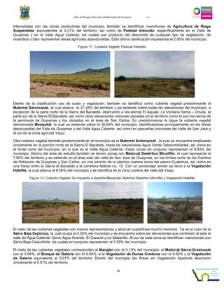 Atlas de Riesgos Naturales del Municipio de Guaymas 2011
20
Intercaladas con las zonas productivas del municipio, también se identifican manchones de Agricultura de Riego
Suspendida, equivalentes al 0.21% del territorio; así como de Pastizal Inducido, específicamente en el Valle de
Guaymas y en el Valle Agua Caliente, los cuales son producto del desmonte de cualquier tipo de vegetación, de
incendios o bien representan áreas agrícolas abandonadas. Esta última clasificación representa el 2.00% del municipio.
Figura 11. Cubierta Vegetal: Pastizal Inducido
Dentro de la clasificación uso de suelo y vegetación, también se identifica como cubierta vegetal predominante al
Matorral Sarcocaule, el cual abarca el 31.28% del territorio y se extiende sobre todas las elevaciones del municipio, a
excepción de la parte norte de la Sierra del Bacatete, abarcando a las sierras El Aguaje, La Ventana Santa – Úrsula, la
parte sur de la Sierra El Bacatete, así como otras elevaciones menores ubicadas en el territorio como lo son los cerros de
la península de Guaymas y los ubicados en el área de San Carlos. En predominancia le sigue la cubierta vegetal
denominada Mezquital, la cual se extiende sobre el 30.64% del municipio, identificándose principalmente en las áreas
desocupadas del Valle de Guaymas y del Valle Agua Caliente, así como en pequeñas porciones del Valle de San José y
al sur de la zona agrícola Yaqui.
Otra cubierta vegetal también predominante en el municipio es el Matorral Subtropical , la cual se encuentra emplazada
únicamente en la porción norte de la Sierra El Bacatete, hasta las elevaciones Agua Verde Tetacombiactek, así como en
el límite norte del municipio, en lo que es el Valle Agua Caliente. Estas zonas en conjunto representan el 9.83% del
municipio. Dentro del área de estudio también se tienen zonas con Matorral Desértico Micrófilo, el cual representa el
7.00% del territorio y se extiende en el área este del valle de San José de Guaymas, en los límites norte de los Centros
de Población de Guaymas y San Carlos, en una porción de la planicie costera cerca del estero Guásimas, así como en
una franja entre la Sierra el Bacatete y la carretera federal no. 15. Con un porcentaje similar se tiene a la Vegetación
Halófila, la cual abarca el 6.00% del municipio y se identifica en la zona costera del valle del Yaqui.
Figura 12. Cubierta Vegetal: De izquierda a derecha Mezquital, Matorral Desértico Micrófilo y Vegetación Halófila
El resto de las cubiertas vegetales son menos representativas y abarcan superficies mucho menores. Tal es el caso de la
Selva Baja Espinoza, la cual ocupa el 2.02% del municipio y se encuentra sobre las elevaciones que contienen al este el
valle de Agua Caliente: Cerro Agua Grande, El Caracol y La Sabanilla. Al sur de esta zona se identifican manchones con
Selva Baja Caducifolia, los cuales en conjunto representan el 1.55% del municipio.
El resto de las cubiertas vegetales corresponden al Manglar con el 0.19% del municipio, al Matorral Sarco-Crasicaule
con el 0.04%, al Bosque de Galería con el 0.04%, a la Vegetación de Dunas Costeras con el 0.02% y la Vegetación
de Galería equivalente al 0.01% del territorio. Dentro del municipio las Áreas sin Vegetación Aparente abarcaron
únicamente el 0.01% del territorio.
 