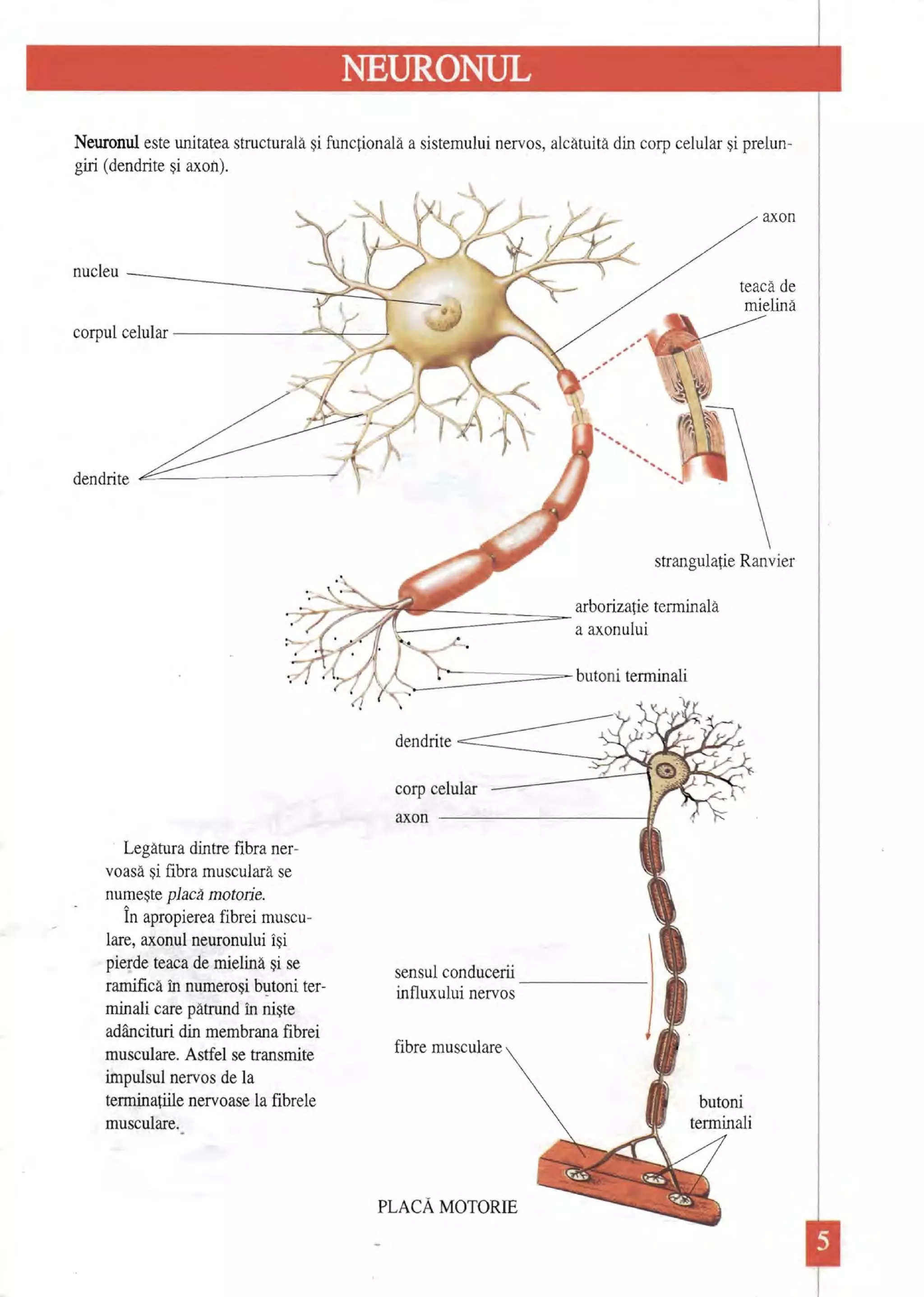 Atlas scolar anatomie- | PDF