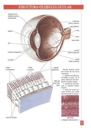 STRUCTURA GLOBULUI OCULAR 
; 
ligament care 
menţine poziţia 
cristalinului 
sclerotică (tunica externă) 
pata galbenă 
pupila venă 
arteră 
pata oarbă 
iris  ~ 
r ( coroidă cornee transparentă J (tunica mijlocie) retina 
cristalin (tunica interna) 
, 
,,,, 
, 
,, 
, 
celule celule , epiteliu 
,, 
cu bastonaşe , :pigmentar Peretele globului ocular 
, 
I I este fonnat din trei tunici 
I I 
I concentrice: 
I 1. scJerotica este fibroasă, 
I I I 
I alb-sidefie şi opacă, iar la I I partea anterioară este trans: 
fibre ale 
I . parentă, fonnând comeea. 
I nervulm 2. coroida este vascularioptic 
zată, ea asigurând nutriţia ochiului. 
3. retina este tunica nervoasă alcătuita din celule nervoase aşezate în straturi. 
';' .. '...' 
~ 
zone de sinapsa 
RETINA -imagine microscopică   