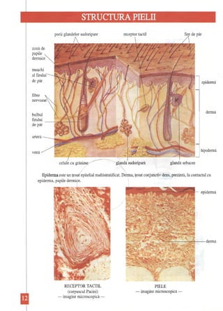 STRUCTURA PIELII 
receptor tactil 
zonă de papile dennice 
muşchi 
al firulUI de păr 
] epidennă 
fibre 
dennă 
bulbul firului 
---:~k----I---I---f-:'-': 
de păr 
arteră 
venă 
I 
celule cu grăsime/" glandă sudoripară glandă sebacee 
I 
Epiderma este un ţesut epitelial multistratificat. Denna, ţesut conjunctiv dens, prezintă, la contactul cu epidenna, papile dermice. 
RECEPTOR TACTIL (corpuscul Pacini) -imagine microscopică -~ 
~~--~~~---dennă 
epidennă 
PIELE -imagine microscopică   