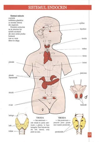totalitatea 
glandelor cu secreţie internă din organism. Glandele endocrine au în structura lor epitelii secretorii ale căror celule produc hormoni care se varsa direct în sânge. plămân glande suprarenale rinichi ovare laringe lobi r= , / " .r trahee '. epifiză ~,.l ,.  -hipofiză... : tiroidă trahee ~ , ~~ TIROIDA -faţa anterioară - este situată înpartea anterioară a gâtului, la baza laringelui. Este fonnată din doi lobi laterali, uniţi printr-un istm. TIROIDA -faţa posterioară - prezintă patru glande mici numite paratiroide. paratiroide inimă pancreas d testicule 
,---- 
Sistemul endocrin cuprinde 
 