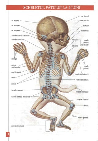 SCHELETUL FĂTULUI LA 4 LUNI 
os parietal os VA.lj.}.'.Ul........ 
os frontal oase nazale maxilar 
vertebră cervicală atlas vertebră toracală 
falange 
'-------vertebră 10mbară coaste 
vertebră sacrală --------t1~ ~ 
cordon ombilical 
.. 
oasele centurii inferioare ..c:::.~---;--;~ 
osul coapsei ..~---rotula 
oasele gambei 
oasele piciorului  