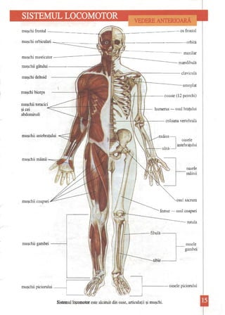 VEDERE ANTERIOARĂ 
muşchi frontal f. ~ os frontal muşchi orbiculari ==:::::::::::: Jl IVI orbită 
.~ maxilar muşchi masticator -'1 
mandibulă muşchii gâtului------------::; 
~ claviculă muşchi deltoid 
omoplat 
muşchi biceps ~f i il ( coaste (12 perechi) 
muşchii toracici~-----~-----t1 şi cei "'-I I humerus -osul braţului abdominali .... -II «~ţ  coloana vertebrală 
muşchii antebraţului 
oasele ] 
 ... ~ ulnă antebraţului 
muşchii mâinii 
oasele mâinii 
osul sacrum 
muşchii coapsei 
femur -osul coapsei 
rotula 
..... 
, • fibulă----, 
muşchii gambei __-----J 
oasele gambei 
1-------oasele piciorului 
muşchii piciorului ---1 
Sistemu11ocomotor este alcătuit din oase, articulaţii şi muşchi.  
