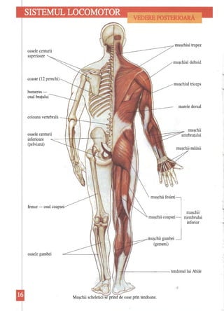 VEDERE PO TERIOARĂ 
oasele centurii supenoare muşchiul deltoid 
coaste (12 perechi) muşchiul triceps 
humerusosul braţului 
marele dorsal 
coloana vertebrală 
muşchii 
oasele centurii 
antebraţului 
inferioare 
(pelviană) 
femur -osul vV"U",'"" 
muşchii muşchii coapsei 
membrului inferior 
___-lUU'';>VIU" 1 
" gambei 
<-----~ 
(gemeni) 
oasele gambei 
-+-1'----------tendonullui Ahile  