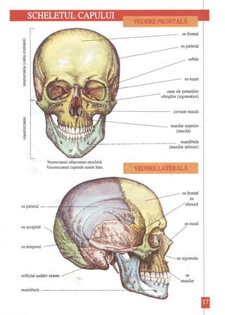 ~ 
)ro 8 .~ .... u ro '.0 G '-" ;::3 .~ .... u o ~ (l) c ;::3 .~ b ~ (/)...... ;> .."""..~ os frontal os parietal orbită os nazal oase ale pomeţilor obrajilor (zigomatice) cavitate nazală maxilar superior (maxilă) mandibulă (maxilar inferior) 
os frontaI os sfenoid 
os parietal 
os nazal 
os occipital 
os temporal 
os zigomatic 
orificiul auditiv extern os maxilar 
mandibulă 
Neurocraniul 
adăposteşte encefalul. Viscerocraniul cuprinde oasele feţei. "---~ VEDERE LATERALĂ ..,~~" "  