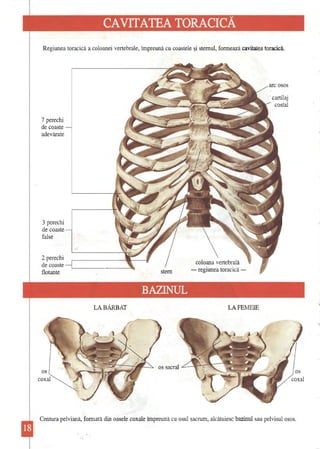 CAVITATEA TORACICĂ 
Regiunea toracică a coloanei vertebrale, împreună cu coastele şi stemul, formează cavitatea toracică. 
7 perechi de coaste 
adevărate 
3 perechi de coaste false 
2 perechi de coaste flotante 
os coxal 
- 
regiunea toracică - arc osos cartilaj costal 
LA BĂRBAT LA FEMEIE 
Centura pelviană, formată din oasele coxale împreună cu osul sacrum, alcătuiesc bazinul sau pelvisul osos.  