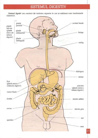 Sistemul digestiv este constituit din totalitatea organelor în care se realizează toate transfonnările 
" 
alimentelor. glande salivare (glande anexe ale tubului digestiv) ficat glande parotide glande sublinguale (glandă anexă a sistemului digestiv) vezică biliară duoden cecum apendice cavitate bucală faringe esofag diafragmă I stomac pancreas f?;. .....?".. ;, ..........3,! ( I (glan~ă ~exă a tubulUI digestiv) intestin subţire intestin gros rect anus  