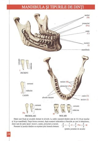 MANDffiULA ŞI TIPURILE DE DINŢI 
molari 
(M) premolari (Pm) canin (C) (1) '------------mandibulă 
INCISIVI 
coroană 
CANIN 
alveole 
dentare canin (C) 
QQ] coroană 01 coroană 
Pm ~ ~]'ădăCină 
~J rădăcină 
PREMOLARI MOLARI 
Dinţii sunt fixaţi pe arcadele dentare în alveole. La adult, numărul dinţilor este de 32 (16 pe maxilar şi 16 pe mandibulă). După forma coroanei, după numărul rădăcinilor şi funcţiile pe care le îndeplinesc, dinţii sunt de patru tipuri: incisivi, canini, premolari şi molari. 2 I . _1_ C . 2 p .~M 
Numărul şi poziţia dinţilor se exprimă prin formula dentară: 2 '1 '2 m, 3 
(pentru jumătate de arcadă) 
 