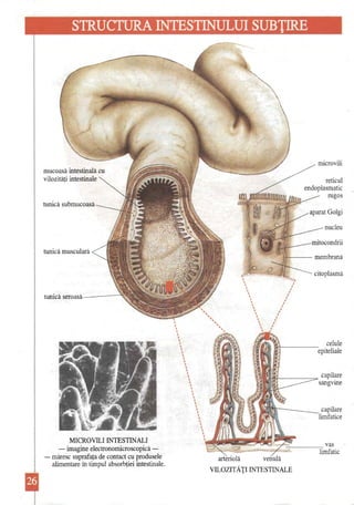 STRUCTURA INTESTINULUI SUBŢIRE 
microvili mucoasă intestinală cu vilozităţi intestinale 
reticul endoplasmatic rugos 
tunică submucoasă 
aparat Golgi 
nucleu 
mitocondrii 
tunică musculară It----membrană 
citoplasmă 
, 
, ') 
, 
, , 
, 
, 
, 
, 
, 
,, , 
tunică seroasă-------""i , 
, 
, , 
, , 
, , , 
, 
, 
, 
, 
, 
, , , 
, , , 
, , , 
, , 
, 
, 
, 
, , celule ,, epiteliale 
, 
, 
, 
, 
, 
, 
, 
, , *""______=_ capilare ,, sangvine 
, 
, 
, 
, 
, 
,,,, capilare 
, 
, limfatice 
, 
, 
, 
, 
, 
, 
'~_. _____ vas limfatic 
arteriolă venulă 
VILOZITĂŢI INTESTINALE 
MICROV1LI INTESTINALI -imagine electronomicroscopică - măresc suprafaţa de contact cu produsele alimentare în timpul absorbţiei intestinale.  