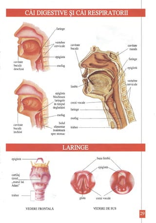 CĂI DIGESTIVE ŞI cĂI RESPIRATORII 
cavitate 
faringe 
nazală 
., 
cavitate 
bucală 
epiglotă 
deschisă 
vertebre 
1WJWfI'1'1A. "':;-'. 1111 ~ 
. ;::·.~1(1...'. o" r.l'rvir.~11' 
limbă 
epiglota 
blochează 
_ laringele 
corzi vocale 
în timpul 
deglutiţiei 
laringe 
esofag 
esofag 
'v'~ t bolul 
t · . '--------alimentar 
trahee 
spre stomac 
LARINGE 
cavitate 
bucală închisă 
epiglotă c, 
cartilaj 
tiroid----:---" mărul lui Adam" 
trahee 
VEDERE FRONTALĂ 
/ baza limbii / " 
/'epiglotă 
glotă corzi vocale VEDERE DE SUS  