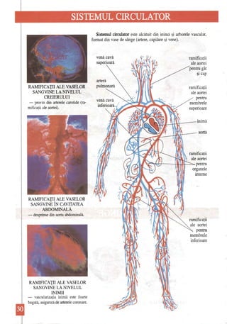 __ 
SISTEMUL CIRCULATOR 
Sistemul circulator este alcătuit din inimă şi arborele vascular, format din vase de sânge (artere, capilare şi vene). 
venă cavă 
ramificaţii superioară 
ale aortei pentru gât şi cap 
arteră 
RAMIFICAŢII ALE VASELOR pulmonară ramificaţii SANGVINE LA NIVELUL ale aortei CREIERULUI pentru -provin din arterele carotide (ramembrele mificaţii ale aortei). superioare 
inimă 
aortă 
ramificaţii 
ale aortei V~~'-----HlMI1~~pentru IJ_ ,OI""" organele 
interne 
RAMIFICAŢII ALE VASELOR SANGVINE ÎN CAVITATEA 
ABDOMINALĂ -desprinse din aorta abdominală. ramificaţii 
ale aortei 
pentru membrele inferioare 
RAMIFICAŢII ALE VASELOR 
SANGVINE LA NIVELUL 
INIMII 
-vascularizaţia inimii este foarte 
bogată, asigurată de arterele coronare. 
 