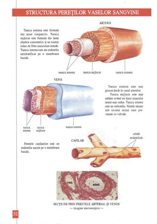 STRUCTURA PEREŢILOR VASELOR SANGVINE 
ARTERĂ 
Tunica externă este fonnată din ţesut conjunctiv. Tunica mijlocie este fonnată din lame elastice concentrice şi un număr redus de fibre musculare netede. Tunica internă este un endoteliu uni stratificat pe o membrană bazală. 
tunică internă tunică mijlocie tunică externă 
VENĂ 
Tunica externă este mai groasă decât în cazul arterelor. 
Tunica mijlocie este mai subţire având un ţesut muscular neted mai redus. Tunica internă este un endoteliu. Venele situate sub nivelul inimii sunt prevăzute cu valvule. 
internă mijlocie 
Peretele capilarelor este un 
endoteliu aşezat pe o membrană 
bazală. 
tunică 
tunică 
tunică externă celule endoteliale CAPILAR 
SECŢIUNE PRIN PERETELE ARTERIAL ŞI VENOS -imagine microscopică   