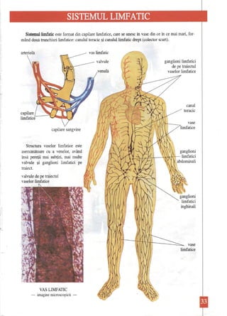 c;: 
~.-~_..._. 
Sistemul limfatic este format din capiiare limfatice, care se unesc în vase din ce în ce mai mari, formând două trunchiuri limfatice: canalul toracic şi canalul limfatic drept (colector scurt). 
arteriolă vas limfatic 
valvule ganglioni limfatici de pe traiectul venulă vaselor limfatice 
canal toracic 
vase limfaticecapilare sangvine 
Structura vaselor limfatice este asemănătoare cu a venelor, având ganglioni )1 I}d ., 
însă pereţii mai subţiri, mai multe 1 '"'.. , .  ,,, limfatici abdominali 
valvule şi ganglioni limfatici pe traiect. 
valvule de pe traiectul vaselor limfatice 
vase limfatice 
VAS LIMFATIC 
-imagine microscopică   