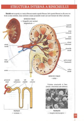 STRUCTURA INTERNĂA RINICHIULUI 
Rinichii sunt acoperiţi cu o tunică fibroasă numită capsulă fibroasă. Sub capsula fibroasă se află zona corticală şi zona medulară. Zona medulară conţine piramidele renale care sunt formate din tuburi colectoare. 
RINICHI UMAN -fotografia unei secţiuni 
glomerul capsula tub tub renal nefronului urinifer colector 
Unitatea structurală şi funcţională a rinichiului este nefronul. 
longitudinale 
arteră ~ renală . tri venă renală ureter -------------1! II  ~-tuburi _---"-.6;-1{r colectoare piramide renale pelvis renal (bazinetul) calice renale 
RINICHI UMAN 
-schiţă- 
NEFRON 
-alcătuire NEFRONI 
-imagine microscopică ~ 
 