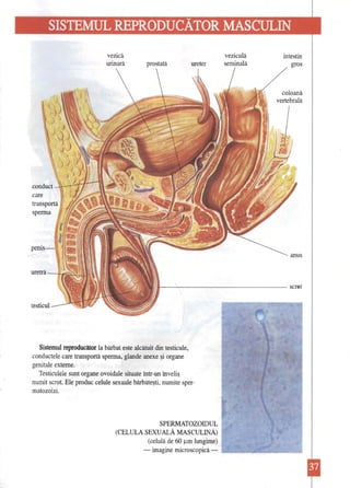 SISTEMUL REPRODUCÂTOR MASCULIN 
vezică veziculă intestin urinară prostată ureter seminală gros 
Sistemul reproducător la bărbat este alcătuit din testicule, 
conductele care transportă sperma, glande anexe şi organe 
genitale externe. 
Testiculele sunt organe ovoidale situate într-un înveliş 
numit scrot. Ele produc celule sexuale bărbăteşti, numite spermatozoizi. 
SPERMATOZOIDUL 
(CELULA SEXUALĂ MASCULINĂ) 
(celulă de 60 ~m lungime) 
-imagine microscopică care 
penis uretră j 12ţ:'JIu anus • scrtlt 
.' 
 