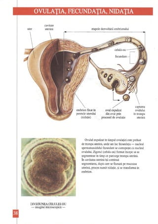 OVULAŢIA, FECUNDAŢIA, NIDAŢIA 
cavitate uter uterină etapele dezvoltării embrionului 
captarea embrion fixat în ovul expulzat ovulului peretele uterului din ovar prin în trompa 
(nidaţie) procesul de ovulaţie uterină 
Ovulul expulzat în timpul ovulaţiei este preluat de trompa uterină, unde are loc fecundatia -nucleul spermatozoidului fecundant se contopeşte cu nucleul ovulului. Zigotul (celula-ou) format începe să se segmenteze în timp ce parcurge trompa uterină. În cavitatea uterină îşi continuă segmentarea, după care se fixează pe mucoasa uterină, proces numit nidaţie, şi se transformă în embrion. 
DIVIZIUNEA CELULEI-OU -imagine microscopică   