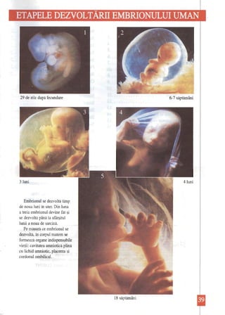 29 de zile după fecundare 
3 luni 
Embrionul se dezvoltă timp de noua luni în uter. Din luna a treia embrionul devine făt şi se dezvoltă până la sfârşitul lunii a noua de sarcină. 
Pe măsură ce embrionul se dezvoltă, în corpul matern se fOIUlează organe indispensabile vietii: cavitatea amniotică plină cu lichid amniotic, placenta şi cordonul ombilical. 
6-7 săptămâni 
18 săptămâni  