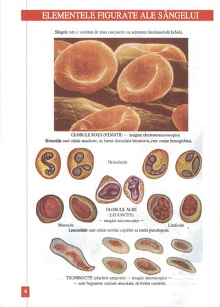 ELEMENTELE FIGURATE ALE SÂNGELUI 
Sângele este o varietate de ţesut conjunctiv cu substanţa fundamentală lichidă. 
GLOBULE ROŞII (HEMATII) -imagine electronomicroscopică Hematiile sunt celule anuc1eate, de formă discoidală biconcavă, care conţin hemoglobină. 
Granulocite 
GLOBULE ALBE (LEUCOCITE) -imagini microscopice - 
Monocite Limfocite Leucocitele sunt celule mobile capabile să emită pseudopode. 
TROMBOCITE (plachete sangvine) -imagini microscopice- sunt fragmente celulare anuc1eate, de formă variabilă.  
